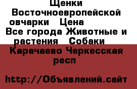 Щенки Восточноевропейской овчарки › Цена ­ 25 000 - Все города Животные и растения » Собаки   . Карачаево-Черкесская респ.